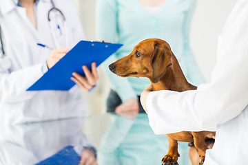 Image showing close up of vet with dachshund dog at clinic