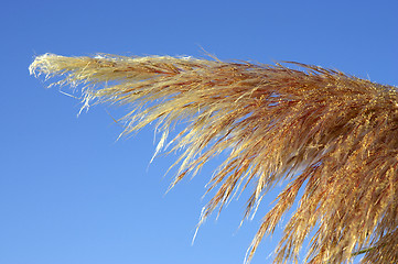 Image showing Detail of pampas grass