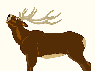 Image showing Wild deer with horn