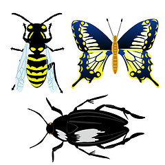 Image showing Illustration insect