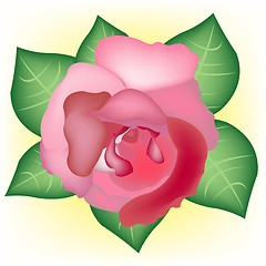 Image showing Red rose