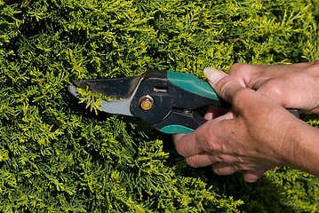 Image showing Hedge Trimming