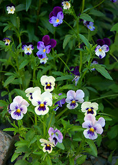 Image showing Flower pansy