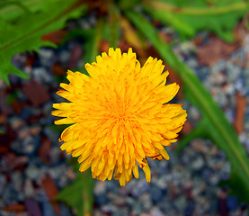 Image showing Flower dandelion