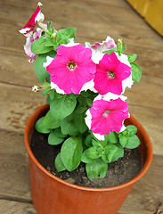 Image showing Flower Petunia in pot