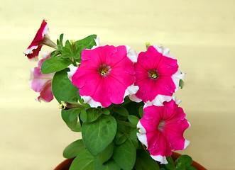 Image showing Flower Petunia 