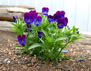 Image showing Flower pansy