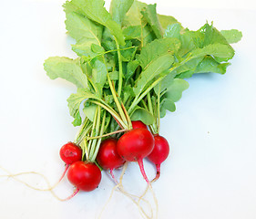 Image showing Fresh radish with vegetable garden