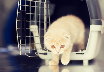 Image showing close up of scottish fold kitten in cat carrier 