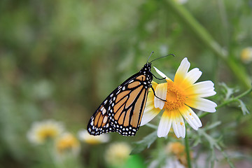 Image showing Butterfly 1