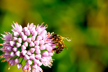 Image showing bee pollinating flower