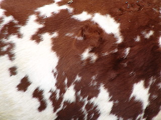 Image showing Brown Cow