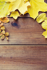 Image showing close up of many different fallen autumn leaves