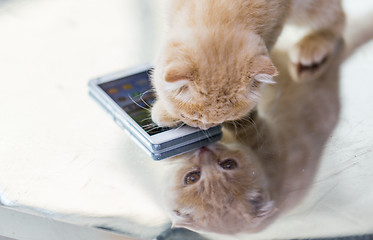 Image showing close up of scottish fold kitten with smartphone