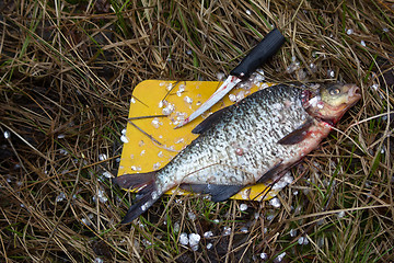 Image showing Cleaning fish in nature (kitchen truck, field kitchen). Food preparation