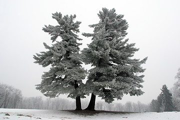 Image showing Snowy tree, alone in the snowy field