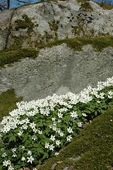 Image showing Flowers in spring