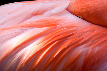 Image showing Flamingo's head