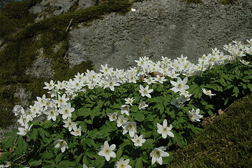 Image showing Anemones in spring