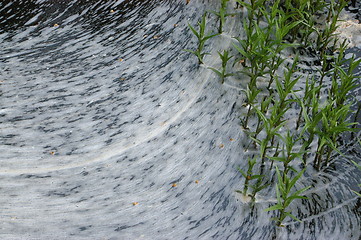 Image showing Flowers in streaming water