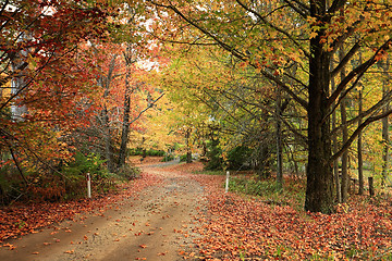 Image showing Country road meandering through trees with autumn foliage