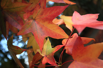 Image showing Changing Autumn Leaves