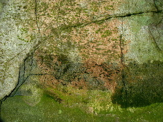 Image showing Green plants on an old stone