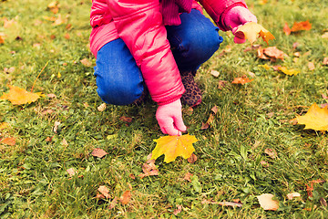 Image showing close up of little girl collecting autumn leaves