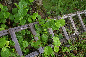 Image showing Springtime - new life in the ladder