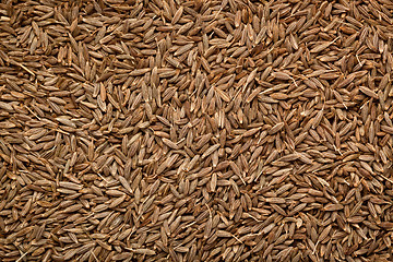 Image showing Cumin seeds