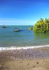 Image showing Mangrove and Boot