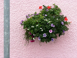 Image showing Flowers on a pink wall