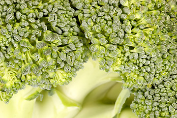 Image showing Background of broccoli