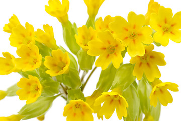 Image showing Cowslip