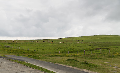 Image showing cows grazing on farmland field in ireland