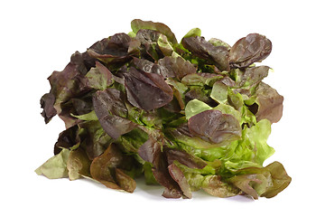 Image showing Red Lettuce