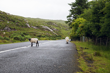 Image showing sheep grazing on road at connemara in ireland