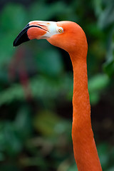 Image showing Flamingo's head