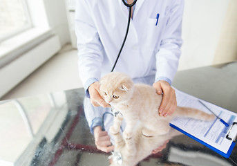 Image showing close up of vet with scottish kitten at clinic