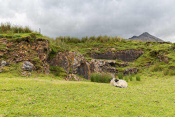 Image showing sheep grazing on hills of connemara in ireland