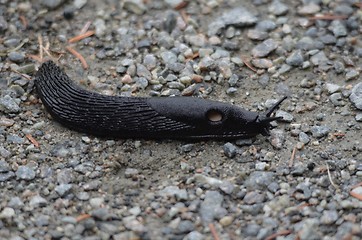 Image showing Common Black Snail (Slug)