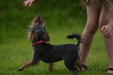 Image showing Yorkshire Terriers are an increasingly popular dog for families