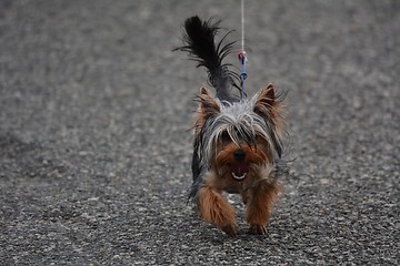 Image showing Even though small, a yorkie (Yorkshire Terrier) has stamina and can walk long stretches