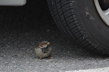 Image showing Sparrow in Danger