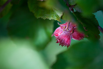 Image showing hazelnuts on a branch