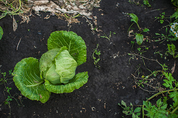 Image showing Fresh harvesting cabbage