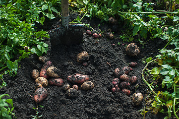 Image showing Fresh harvesting potatoes