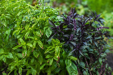 Image showing Fresh harvesting basil