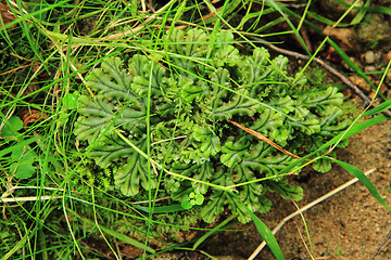 Image showing lichen and moss background