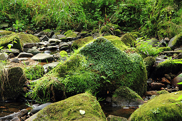 Image showing river in the czech forest